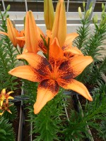 [5033 Orange Art No02.JPG]